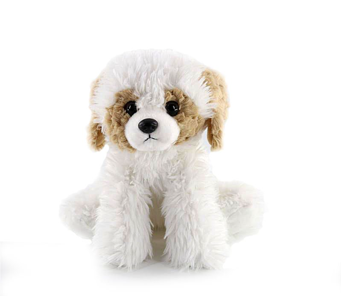 The Petting Zoo-Havenese/Bichon Frise/Labradoodle
